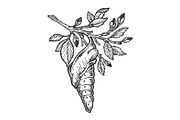 Butterfly cocoon on tree sketch