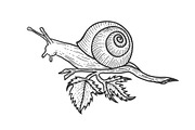 Snail animal sketch engraving vector