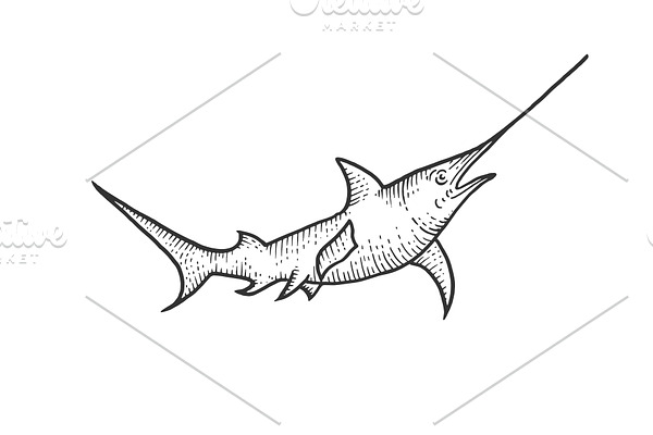 Swordfish sketch engraving