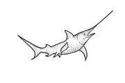 Swordfish sketch engraving