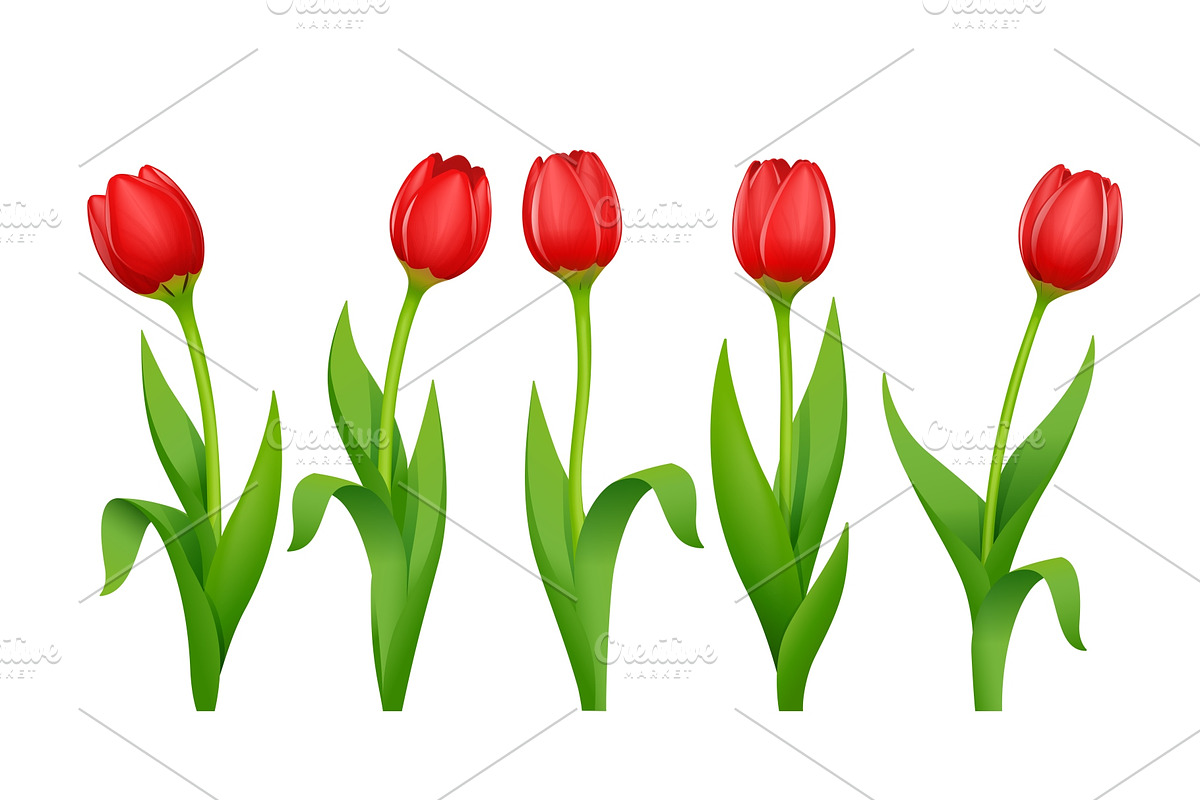 Tulip. Decorative garden spring. in Illustrations - product preview 8