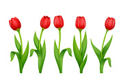 Tulip. Decorative garden spring.