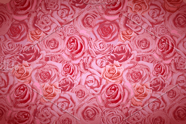Beautiful bright pink rosebuds