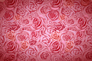 Beautiful bright pink rosebuds
