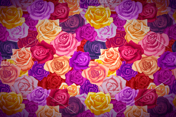 Beautiful bright colorful rosebuds