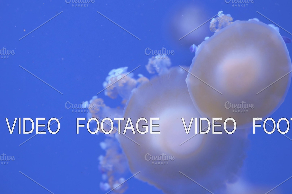 Mushroom cap jellyfish in Graphics - product preview 8