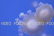 Mushroom cap jellyfish