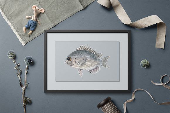 Sunfish Vintage Fish in Illustrations - product preview 4