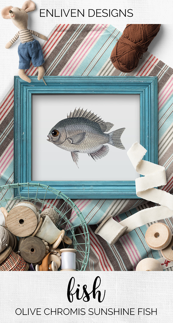 Sunfish Vintage Fish in Illustrations - product preview 7