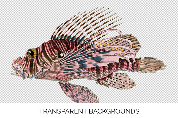 Red Lionfish Vintage Fish in Illustrations - product preview 3