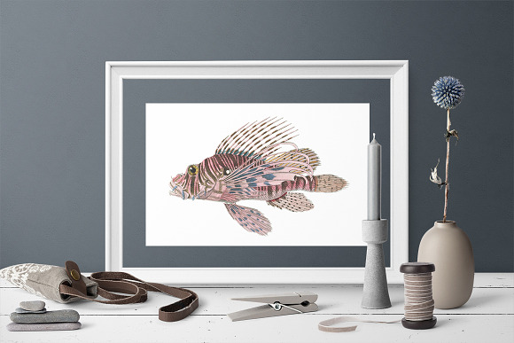 Red Lionfish Vintage Fish in Illustrations - product preview 4