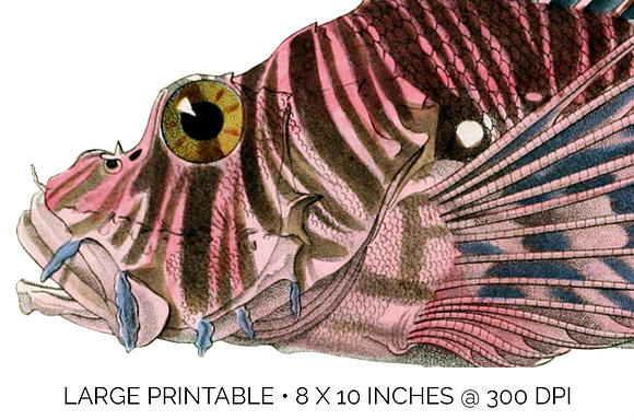 Red Lionfish Vintage Fish in Illustrations - product preview 5