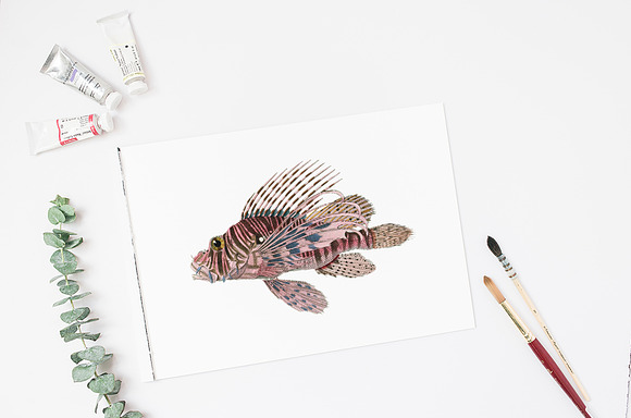 Red Lionfish Vintage Fish in Illustrations - product preview 6