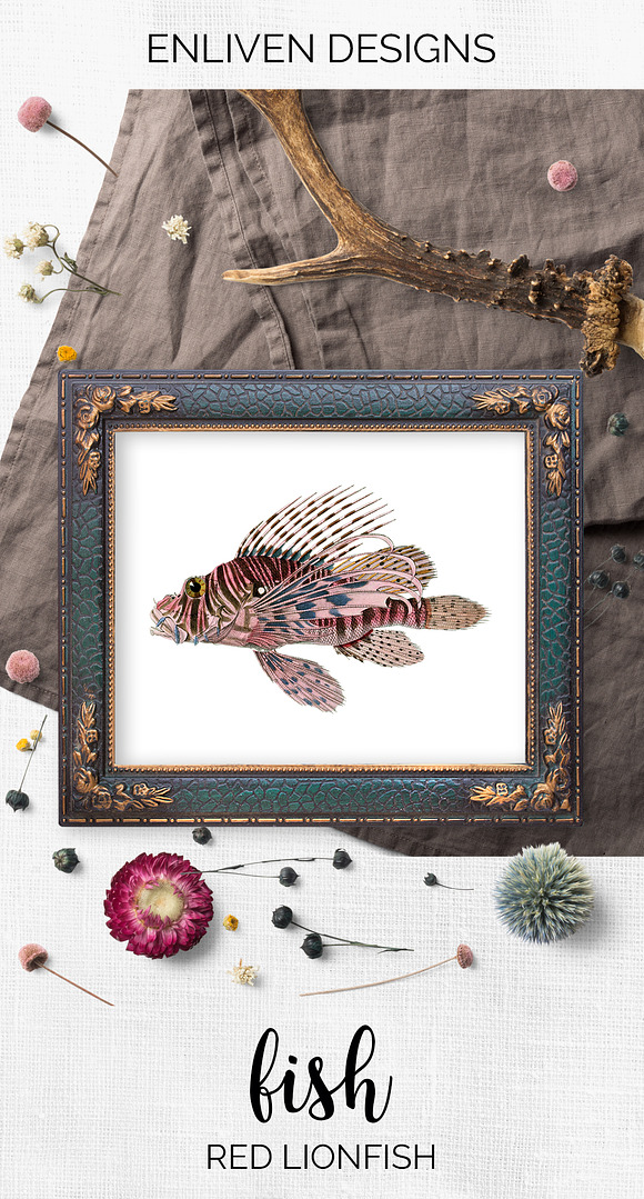 Red Lionfish Vintage Fish in Illustrations - product preview 7