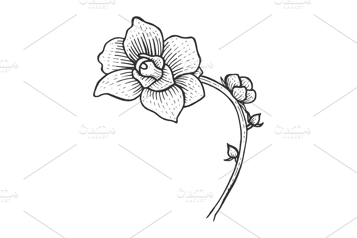 Orchid flower sketch engraving in Illustrations - product preview 8