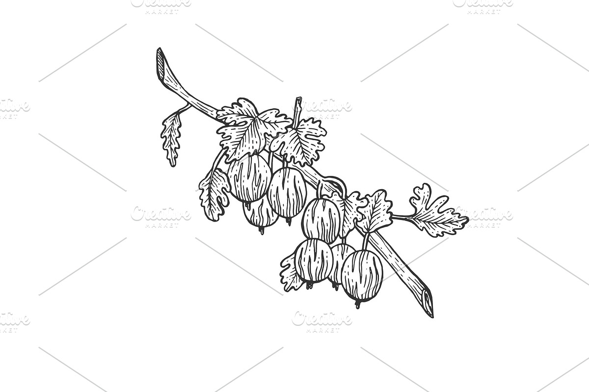 Gooseberry with leaves sketch in Illustrations - product preview 8