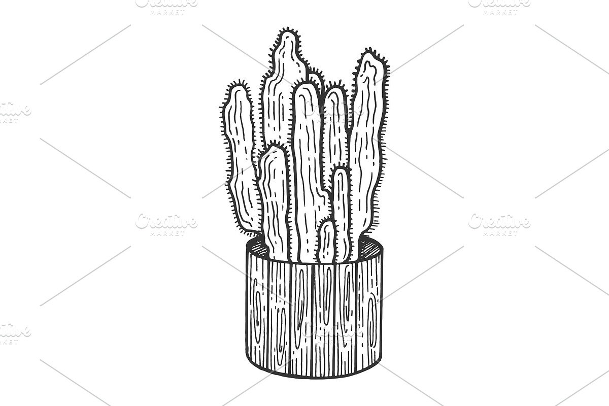 Cactus flower pot sketch engraving in Illustrations - product preview 8