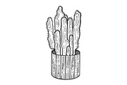Cactus flower pot sketch engraving