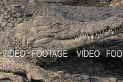 Group of crocodiles