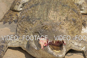 Big crocodile with meat in its jaws