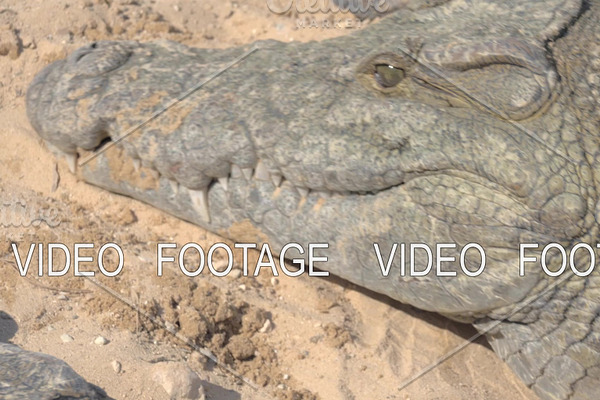 Crocodile eating meat. Head view