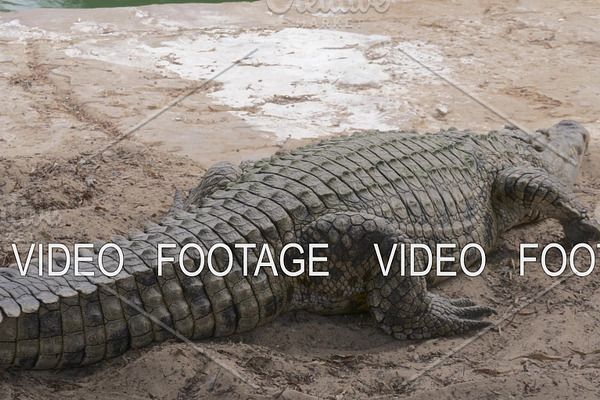 Large crocodile lying on the ground