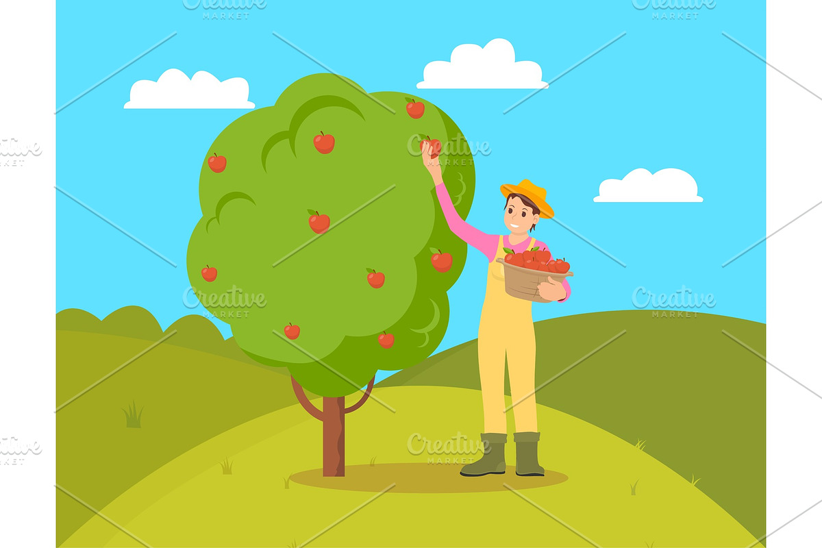 Farmer Gathering Apples Female in Illustrations - product preview 8