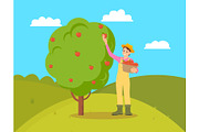 Farmer Gathering Apples Female