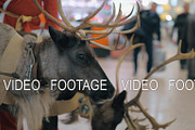 Santa Claus with reindeer at the