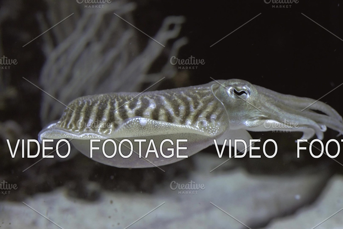 Underwater view of commom cuttlefish in Graphics - product preview 8