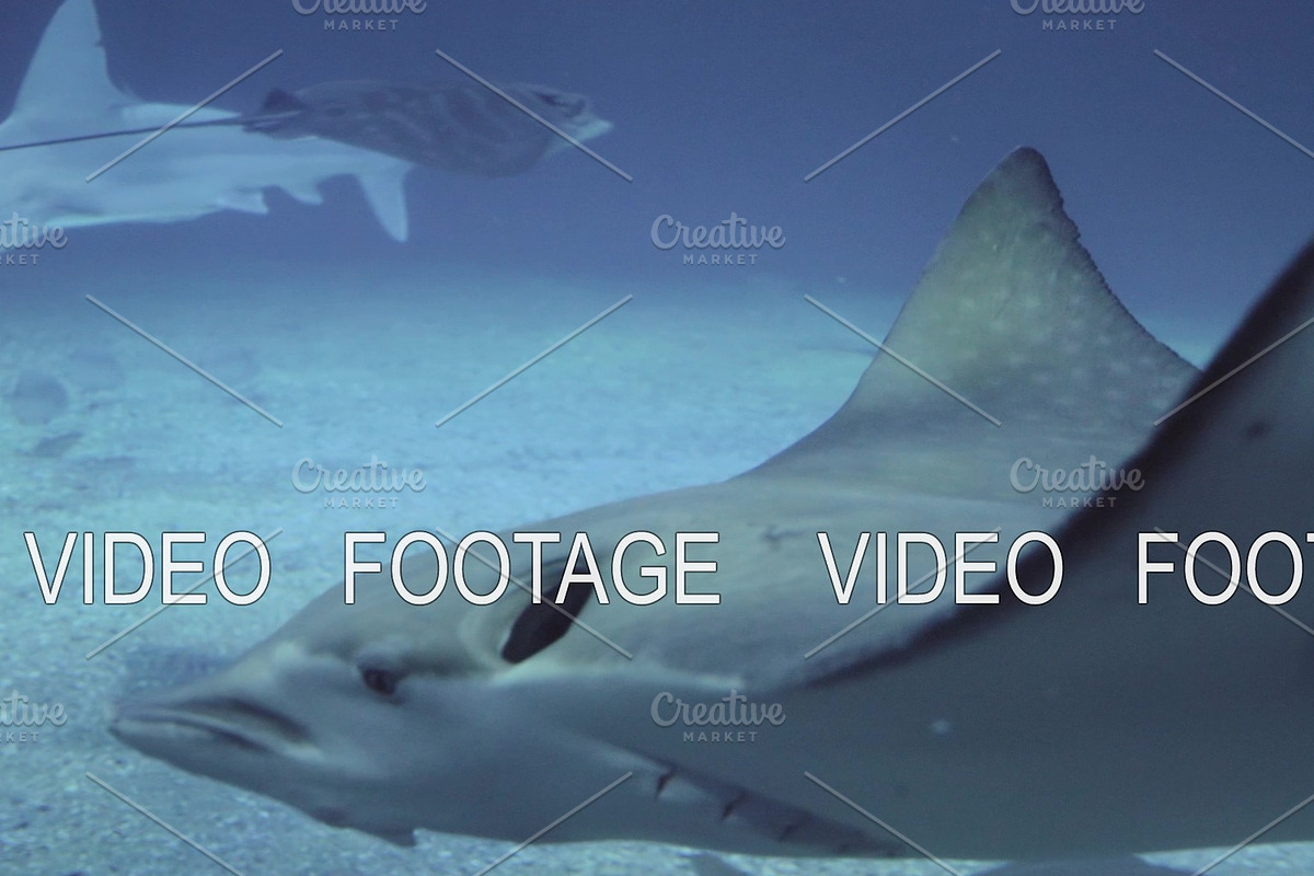 Stingrays and sharks in the in Graphics - product preview 8