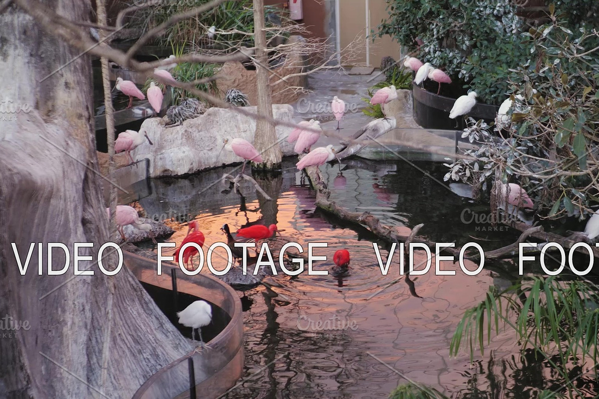 Roseate spoonbills and red herons in in Graphics - product preview 8