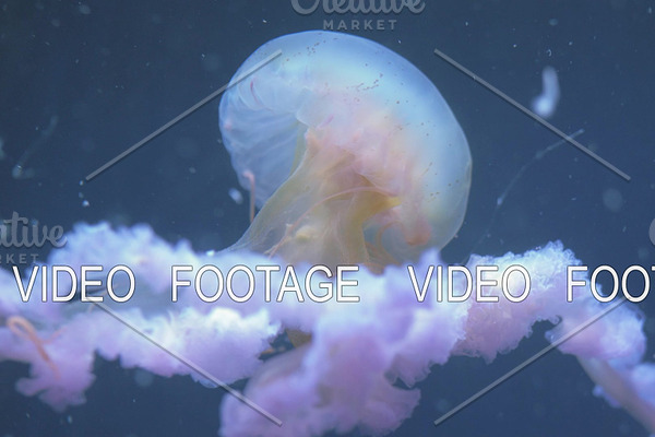 Jellyfish swimming underwater