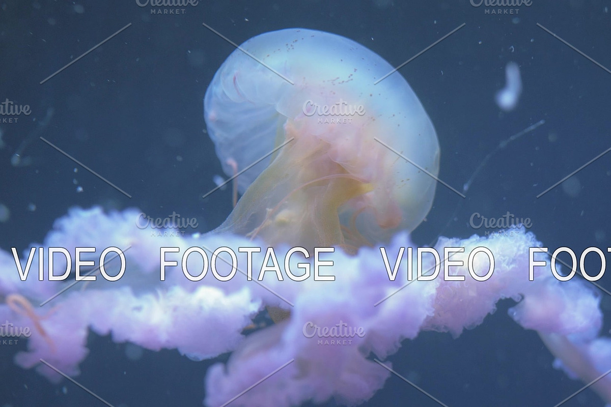 Jellyfish swimming underwater in Graphics - product preview 8