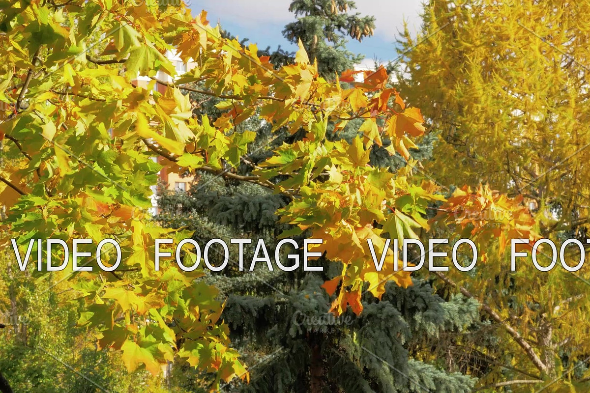 Different trees in autumn in Graphics - product preview 8