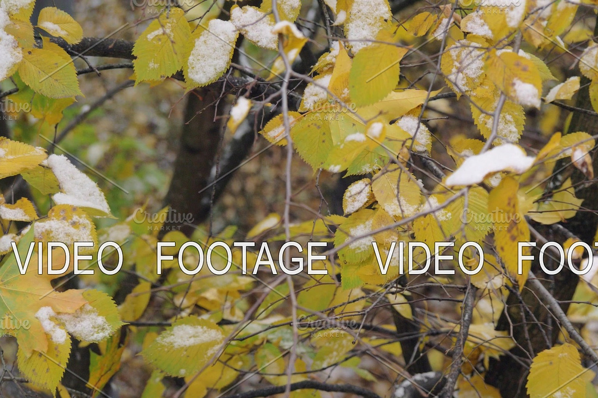 Autumn tree covered with first snow in Graphics - product preview 8