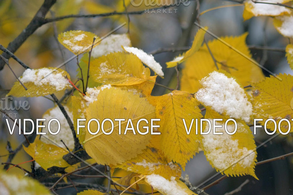 First snow on dry yellow leaves of