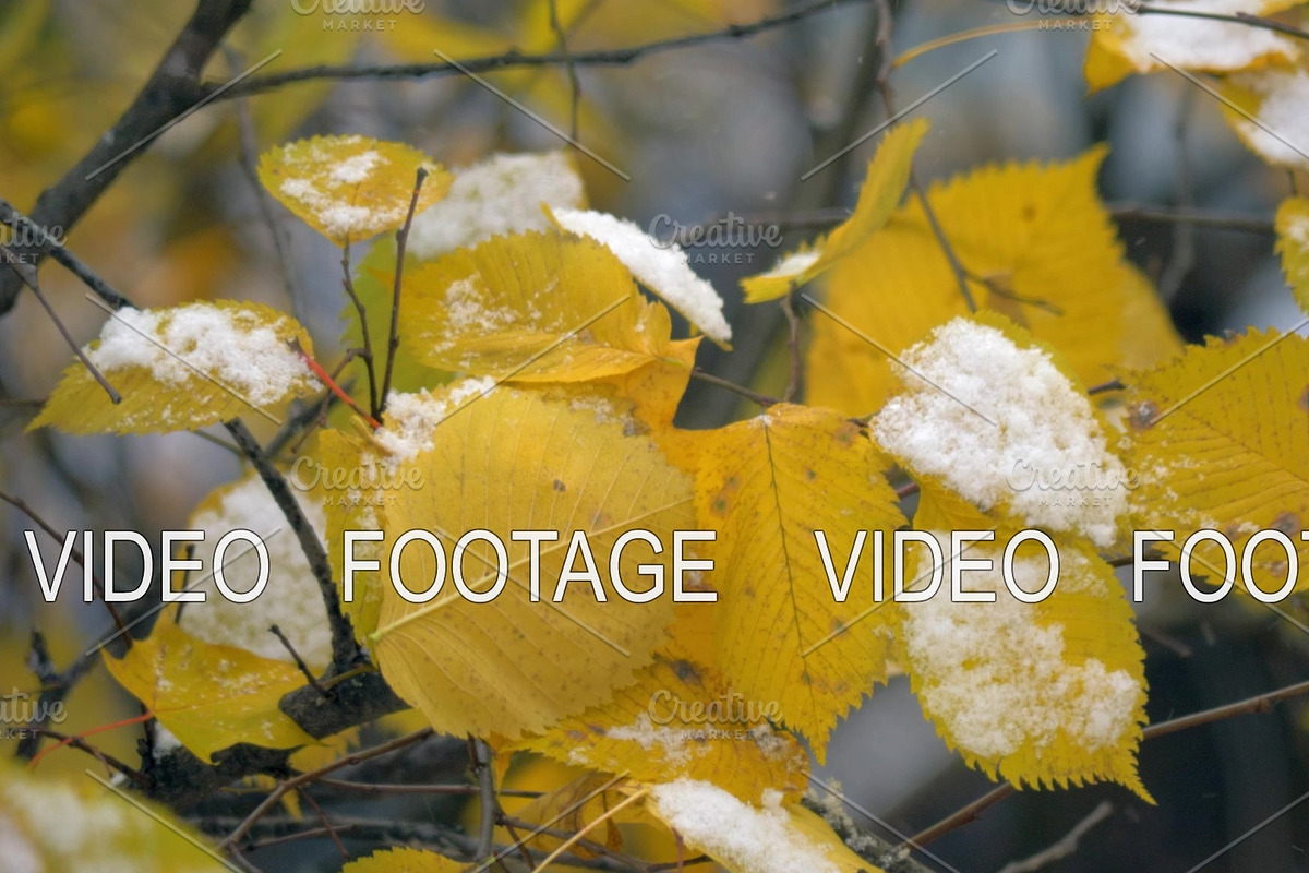 First snow on dry yellow leaves of in Graphics - product preview 8