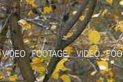 A closeup of tree branches with