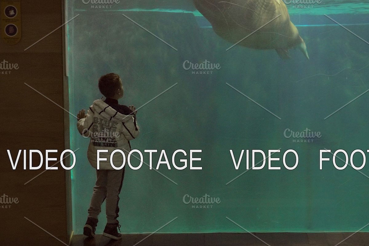 Boy watching a manatee swim in Graphics - product preview 8