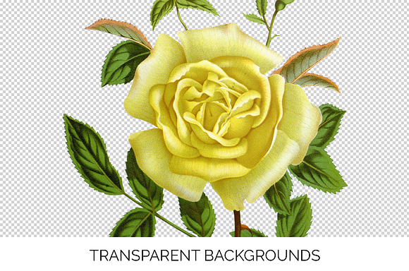 Rose Yellow Flowers in Illustrations - product preview 3