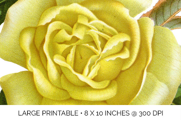 Rose Yellow Flowers in Illustrations - product preview 5