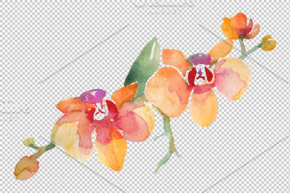 Branch with orchids Watercolor png in Illustrations - product preview 4