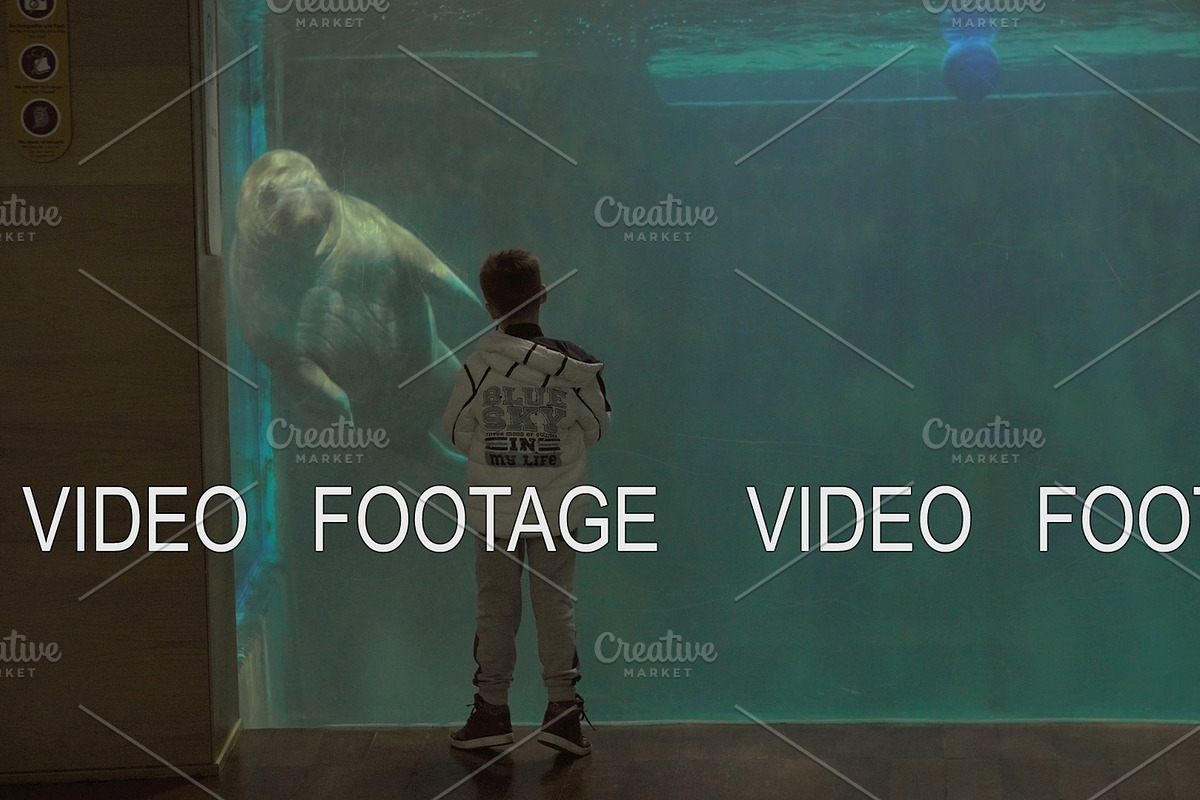 Young boy watching a manatee swim in Graphics - product preview 8