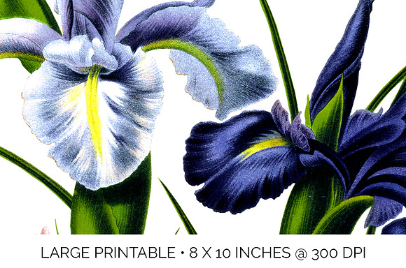 Iris Clipart Flower in Illustrations - product preview 5
