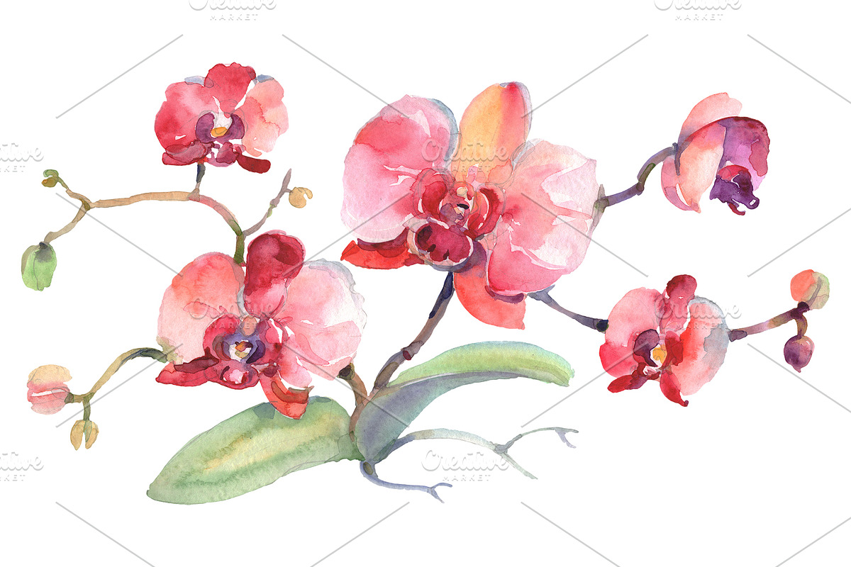 Branch of pink orchids Watercolor in Illustrations - product preview 8