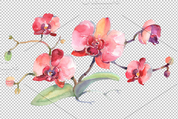 Branch of pink orchids Watercolor in Illustrations - product preview 1