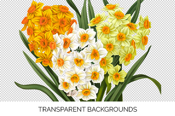 Daffodils Yellow Daffodil Bouquet in Illustrations - product preview 3