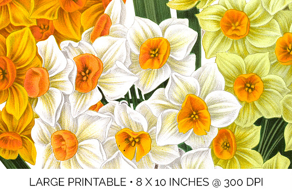 Daffodils Yellow Daffodil Bouquet in Illustrations - product preview 4