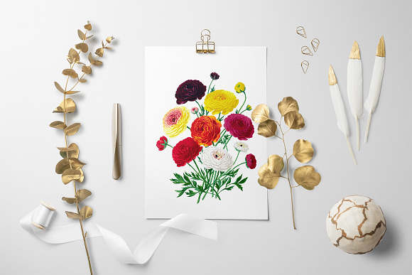 Ranunculus Flower Ranunculus in Illustrations - product preview 2